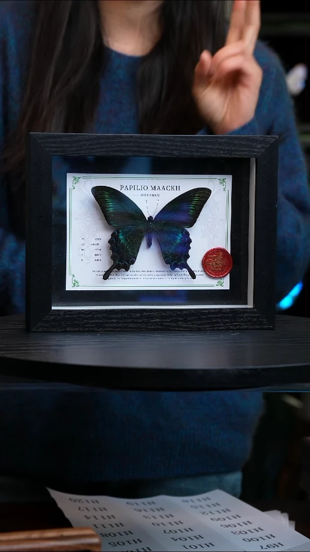 绿带翠凤蝶夏型8寸黑框国风版