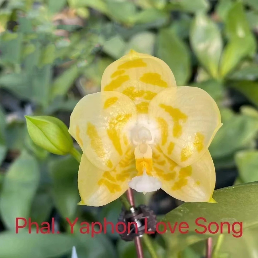 【花期不保不售后】2.5寸雅风情歌极圆-开花株 叶瑕少根 珍奇蝴蝶兰