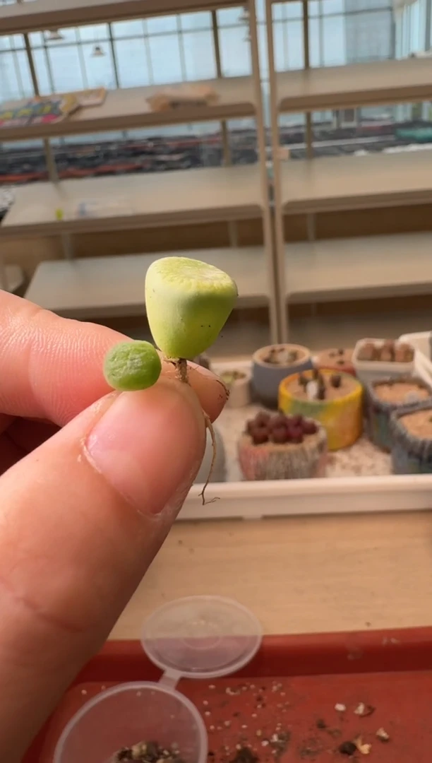 13-214多肉植物肉锥