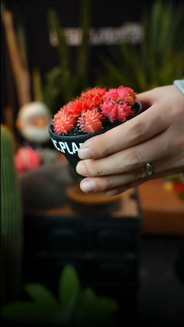 无花朵小小满江红（一物一拍