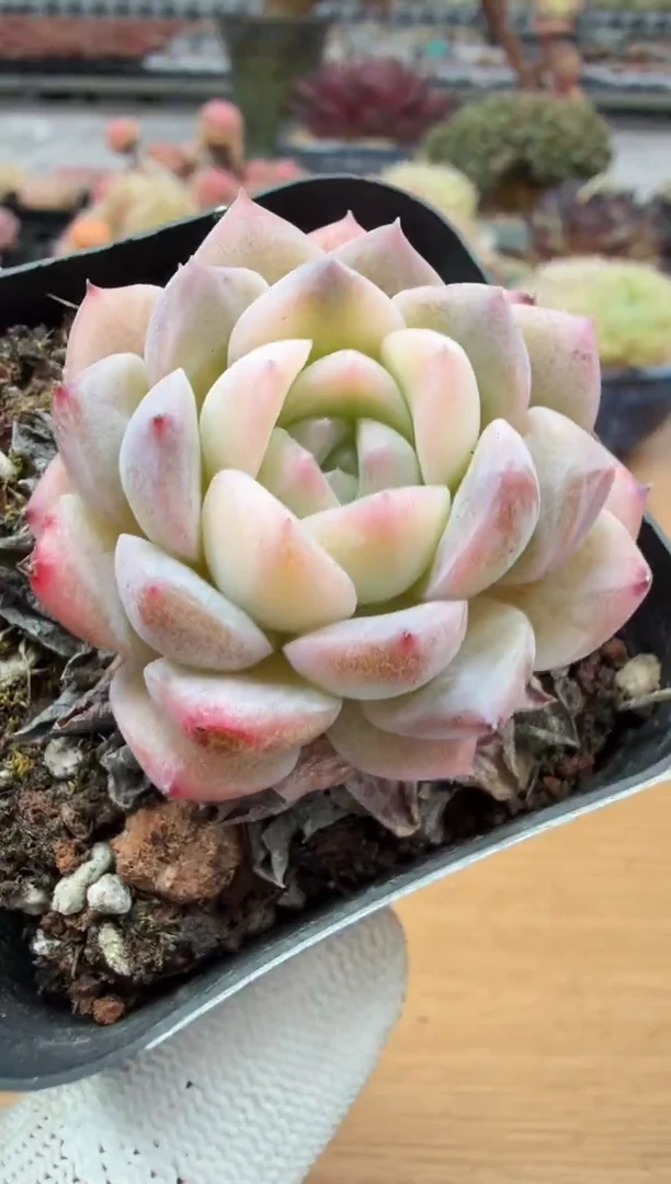 东云多肉园二店-148