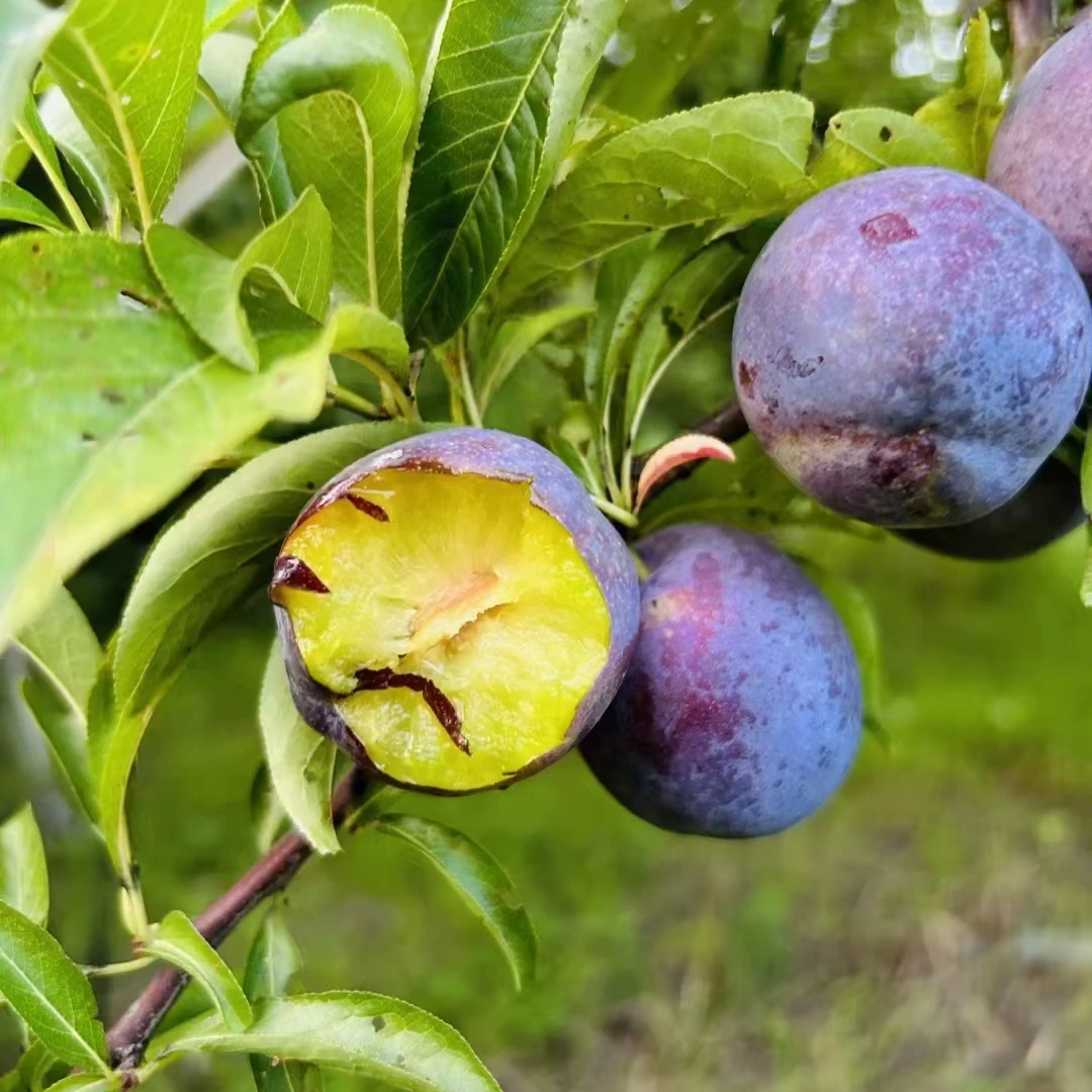 湖北本地五月脆李脱骨现摘新鲜水果脆甜可口