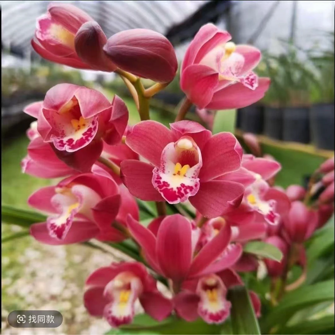 ZY【2-4花剑】红宝石室内外好养四季开花浓香型高端绿植盆栽