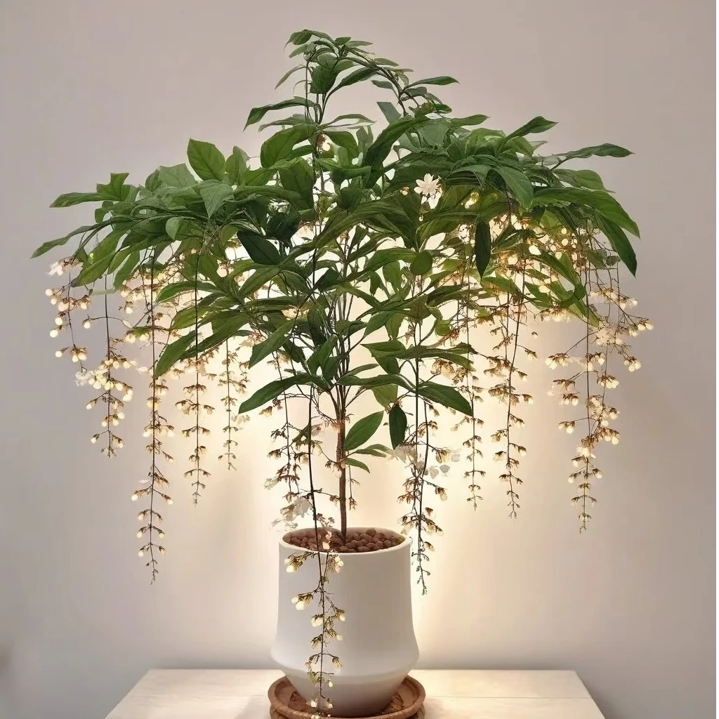 垂丝茉莉【整高约70cm】盆栽大苗特大冠幅清香垂枝耐热好养室内花卉