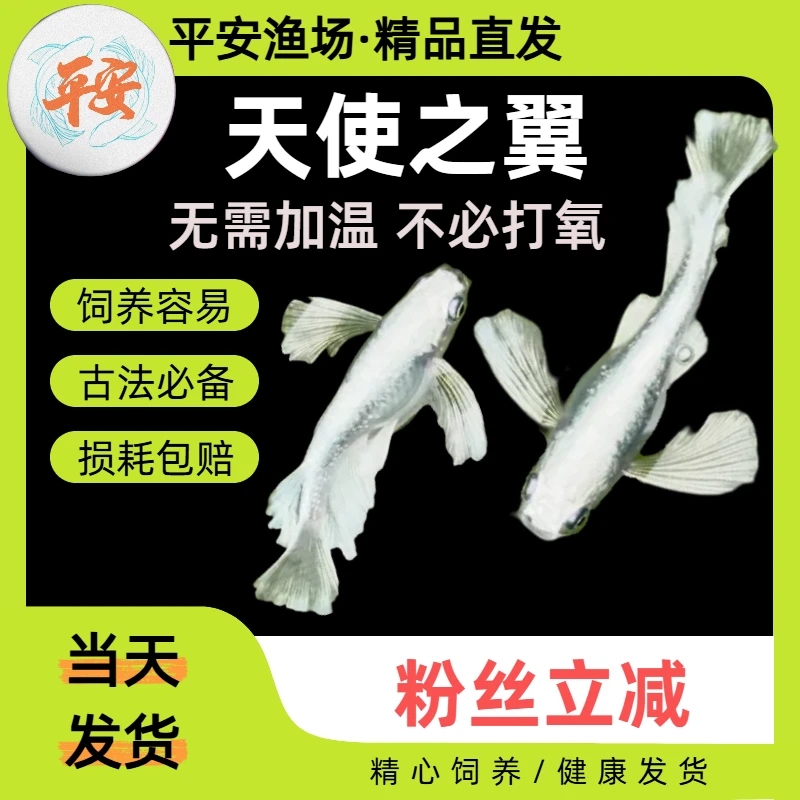 观背青鳉｜天使之翼｜精品冷水小型观赏鱼生态缸必备广温青鳉鱼