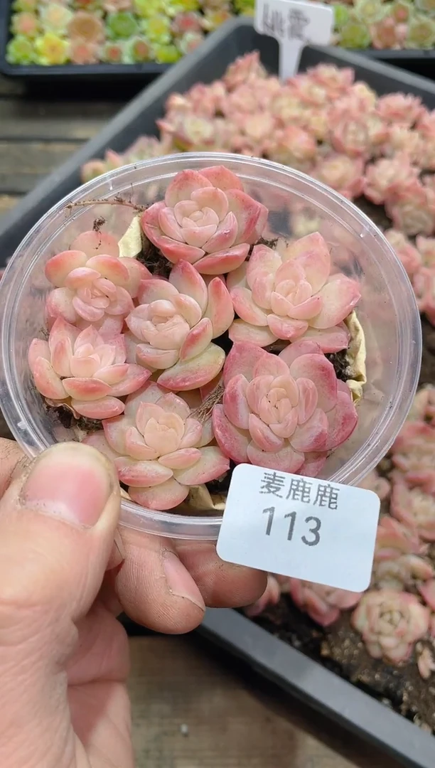 113桃霞        量拍