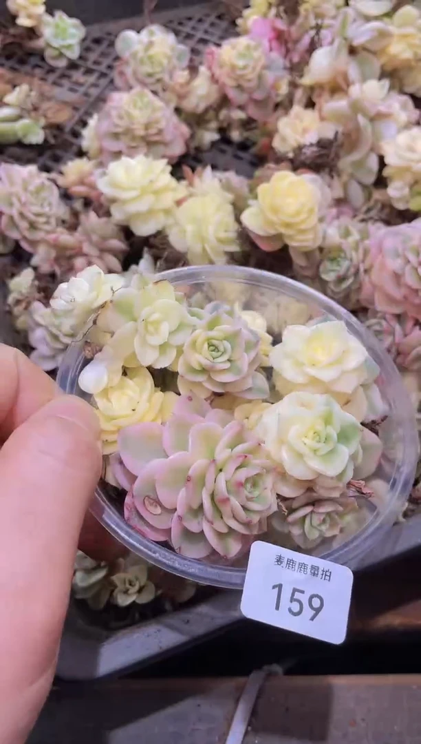 【闪购商品】159腊牡丹锦量拍1盒