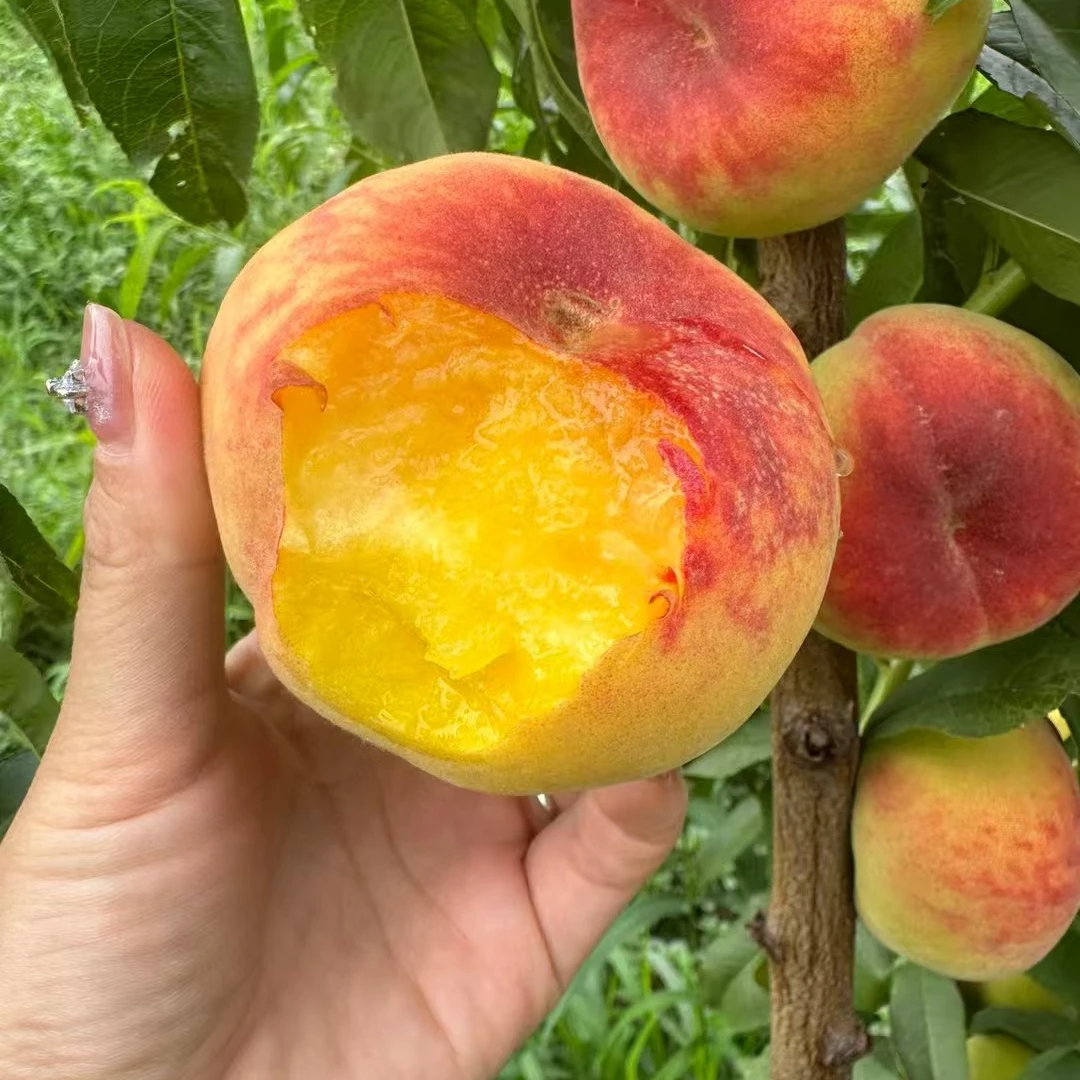 头茬陕西香妃彩虹毛蟠桃蜜甜多汁高颜值蟠桃