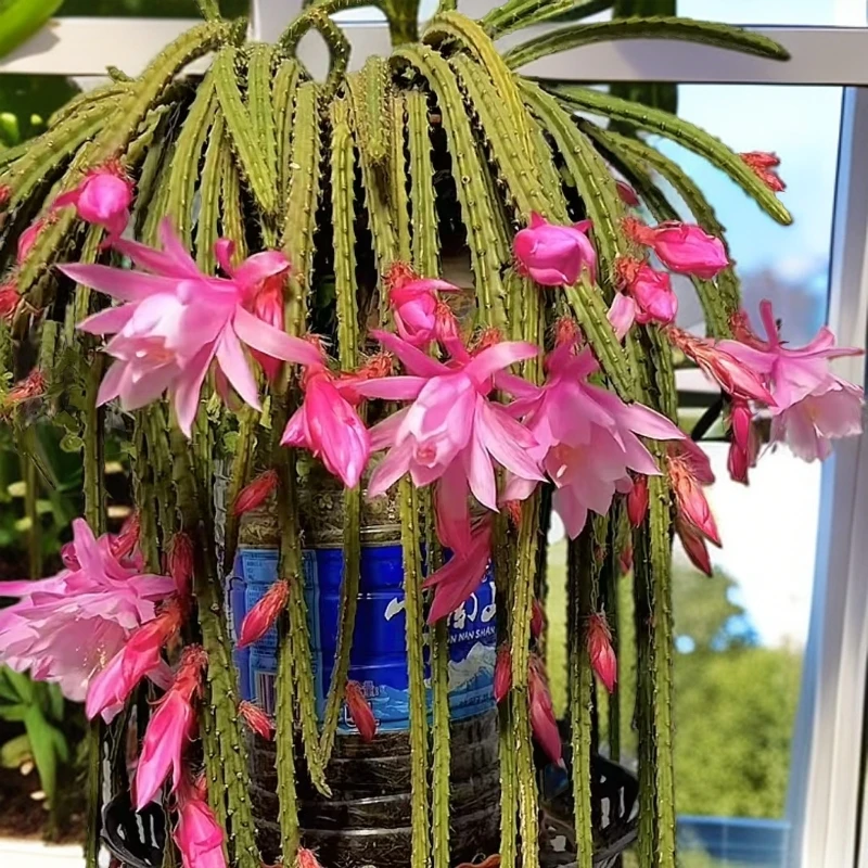 【鼠尾令箭】仙人球优质植物新手绿植盆栽好养室内室外