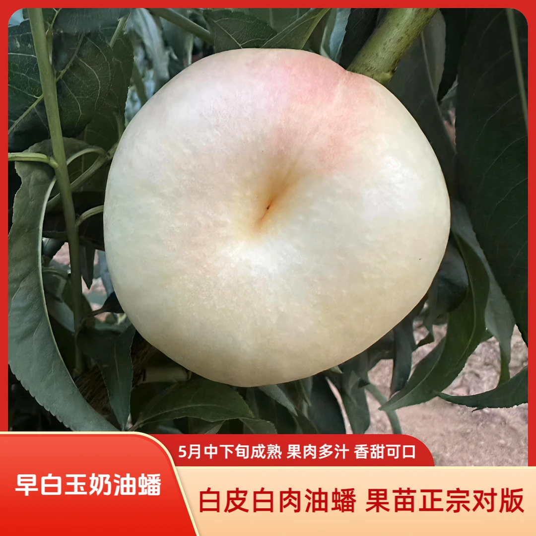 【早白玉奶油蟠苗】早熟油蟠新品种 桃苗 油蟠裸根苗 油蟠桃 果苗