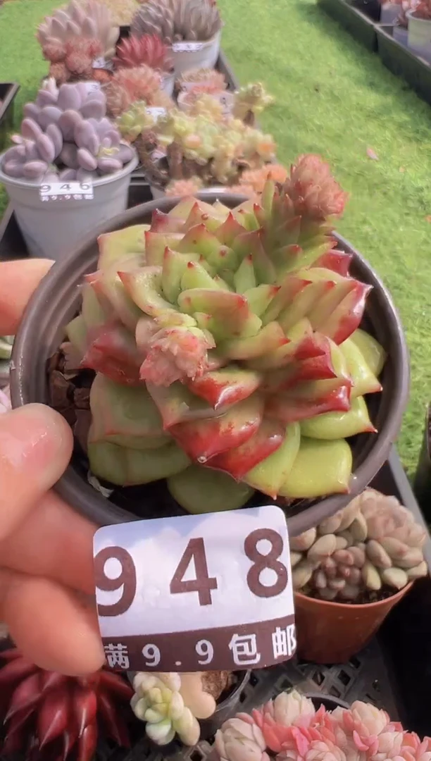 【闪购商品】信福多肉一物一拍