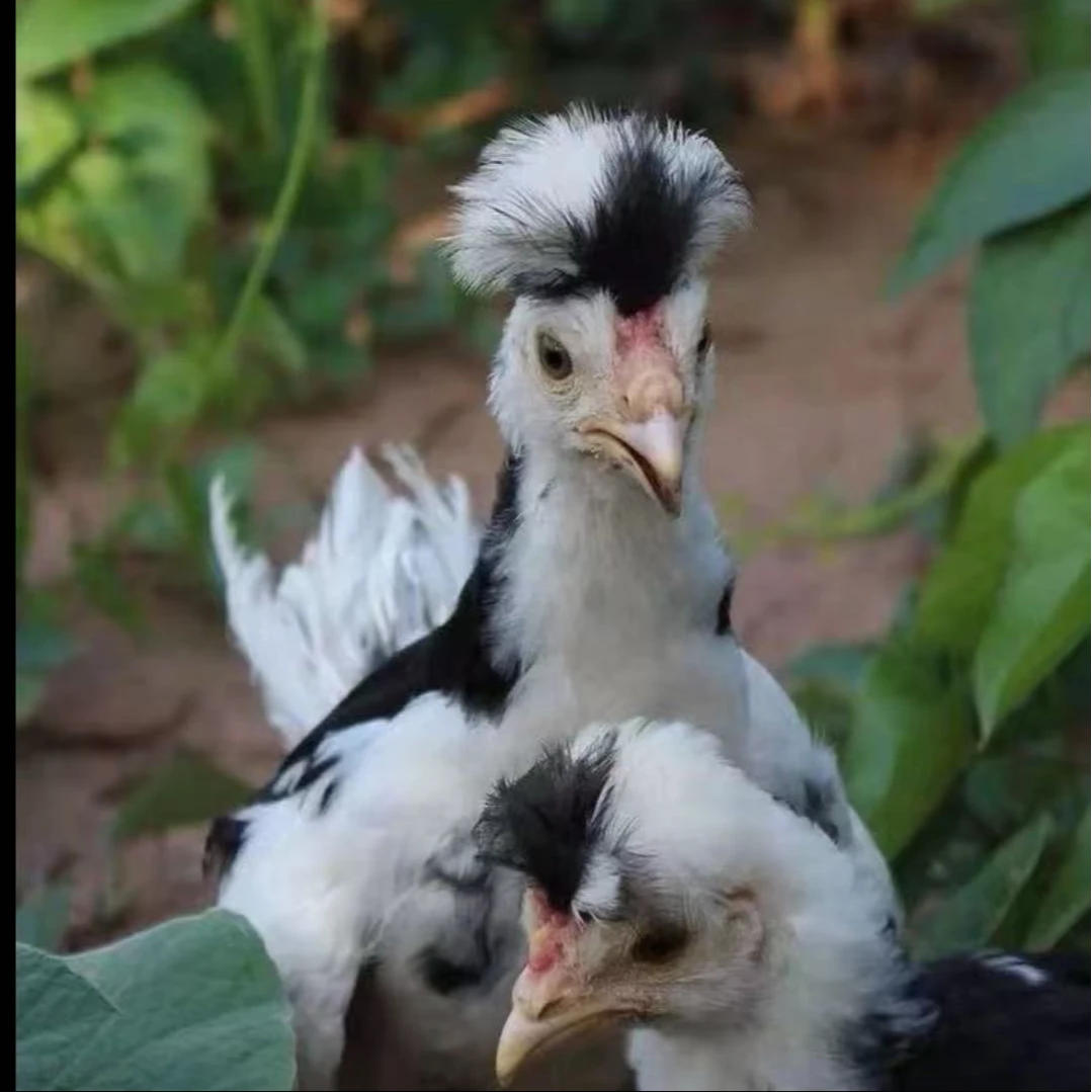 贵妃0.4-0.5斤宠物鸡顺丰包邮