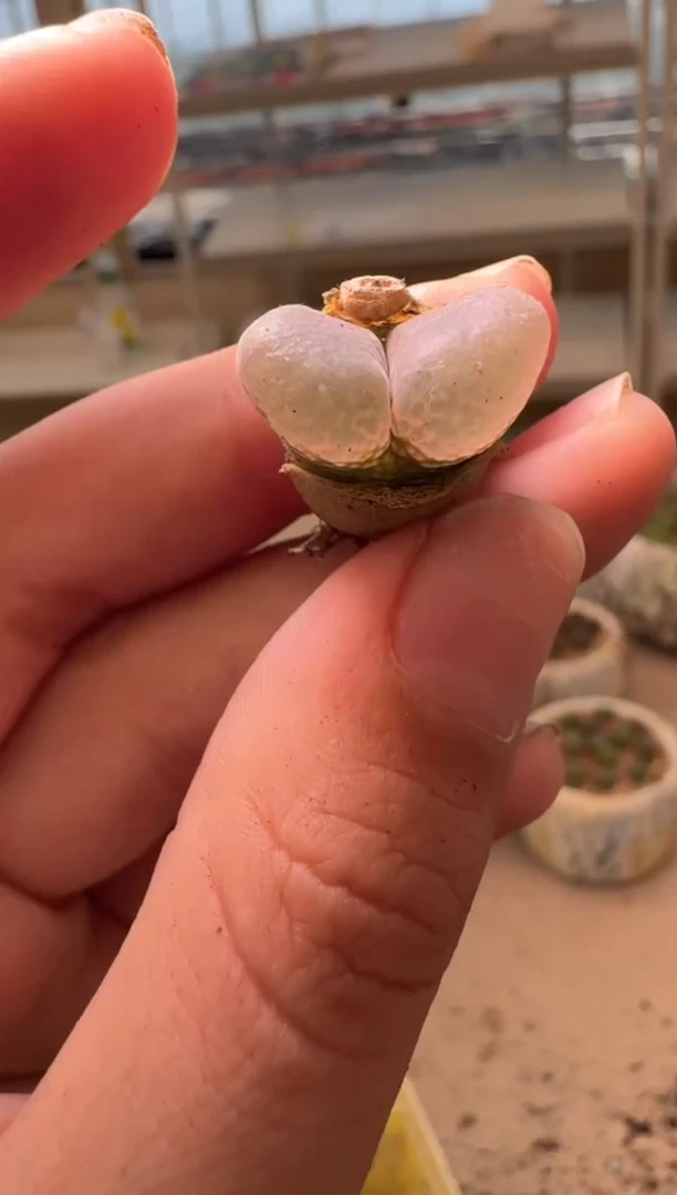 美丽的肉石头16-77
