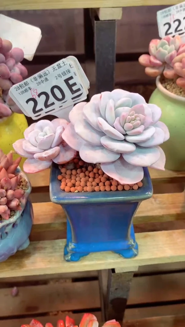 220E（一物一拍，精品多肉，w所见即所得