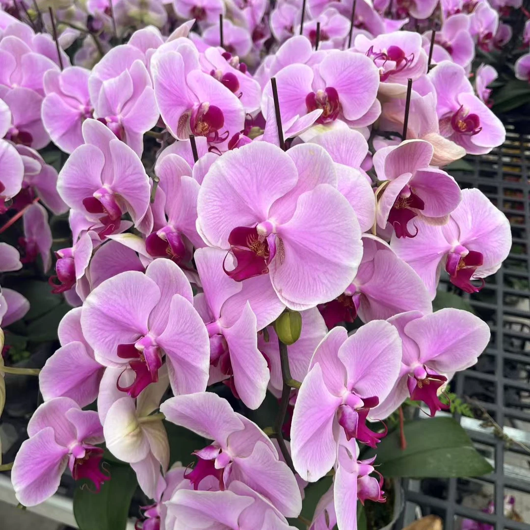 花悦里【海洋之星】 粉色大花开爆福利带花发货 广州花卉源头基地