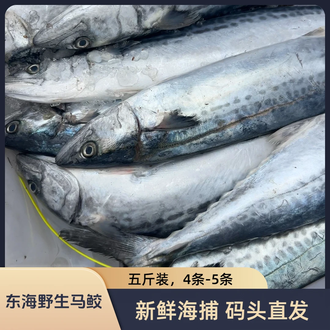 五斤装，每条1斤-1.5斤，东海野生蓝点马鲛鱼白腹马鲛鱼肉多刺少
