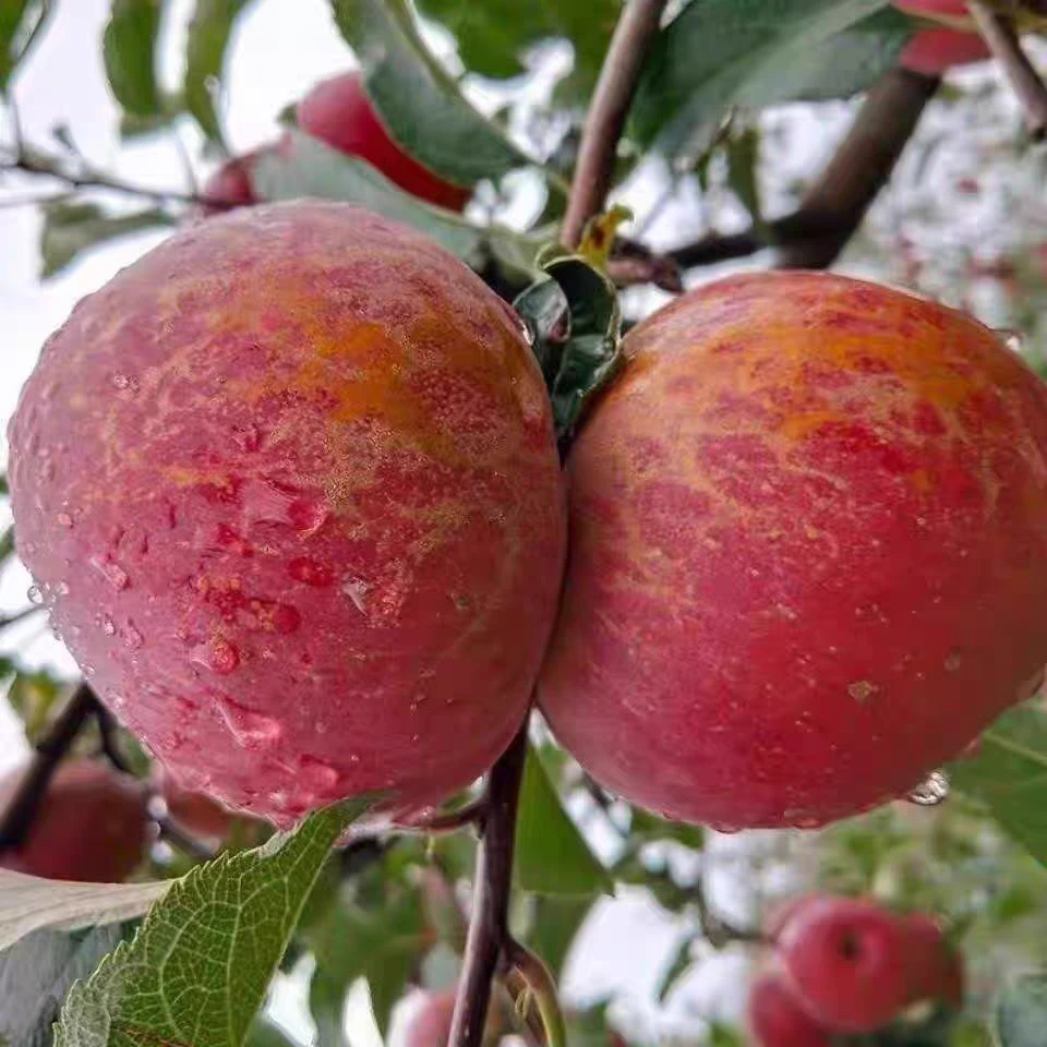 【果农自卖】四川大凉山盐源富士丑苹果脆甜现摘现发2/4.5/8斤