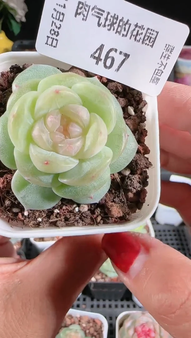 多肉1128-467星月群生不包整
