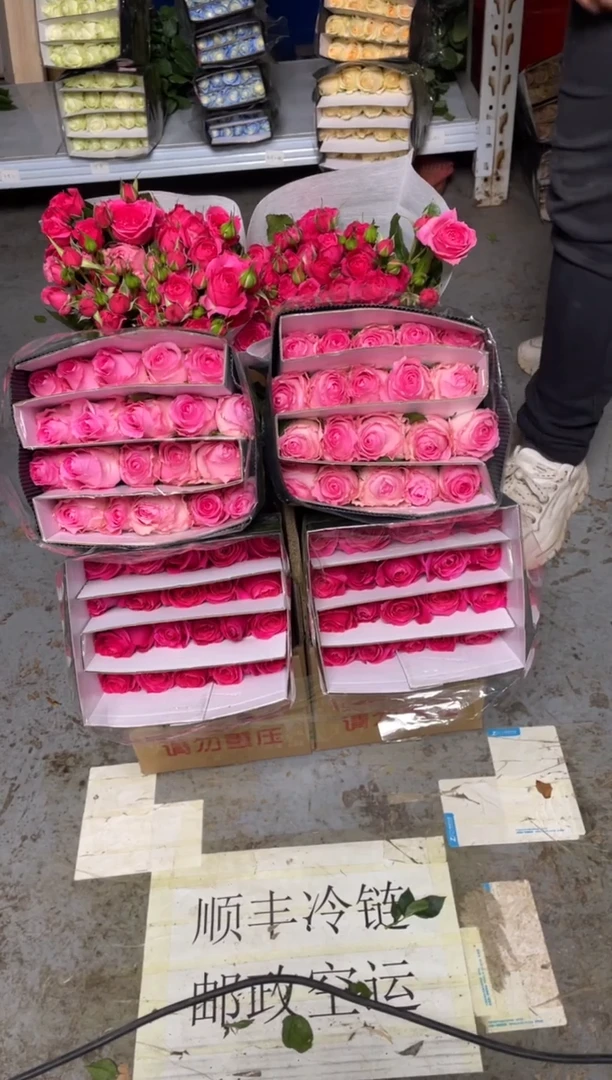 佛洛依德20枝+洛神20枝+苏菲10枝