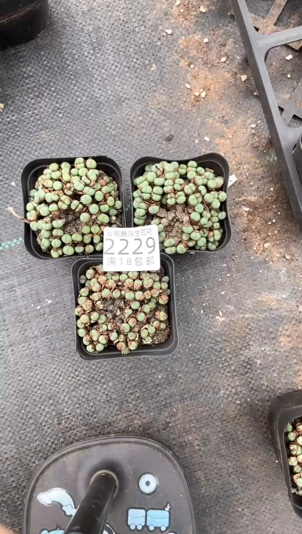 2229特价七方饼子有瑕疵发货3盒