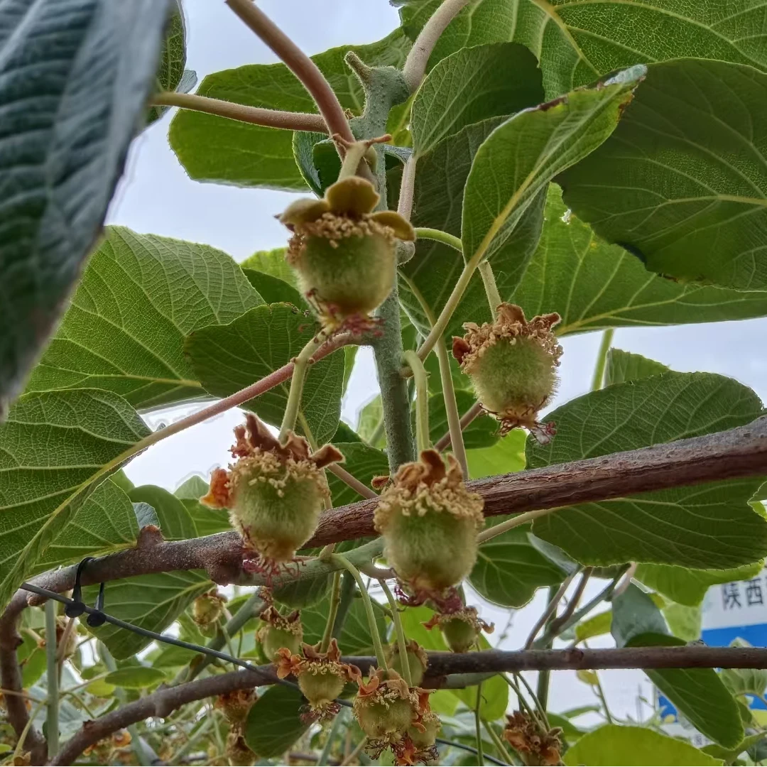 幼果期第一遍叶面补钙干叶灰霉（300斤水）