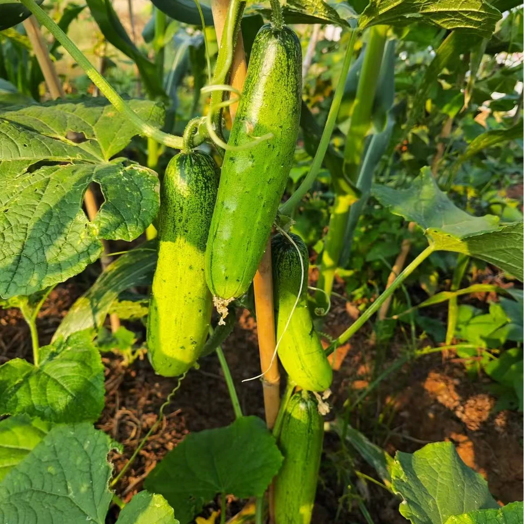旱黄瓜菜青瓜有机农法种植2斤【当日达】黄瓜