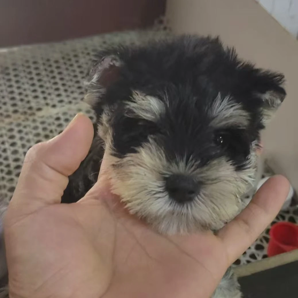 萌系雪纳瑞宠物活体幼犬多种颜色可选
