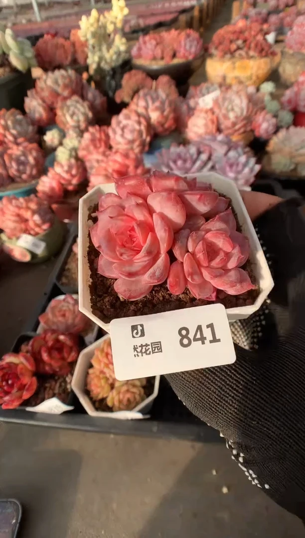 841琥珀一物一拍多肉植物