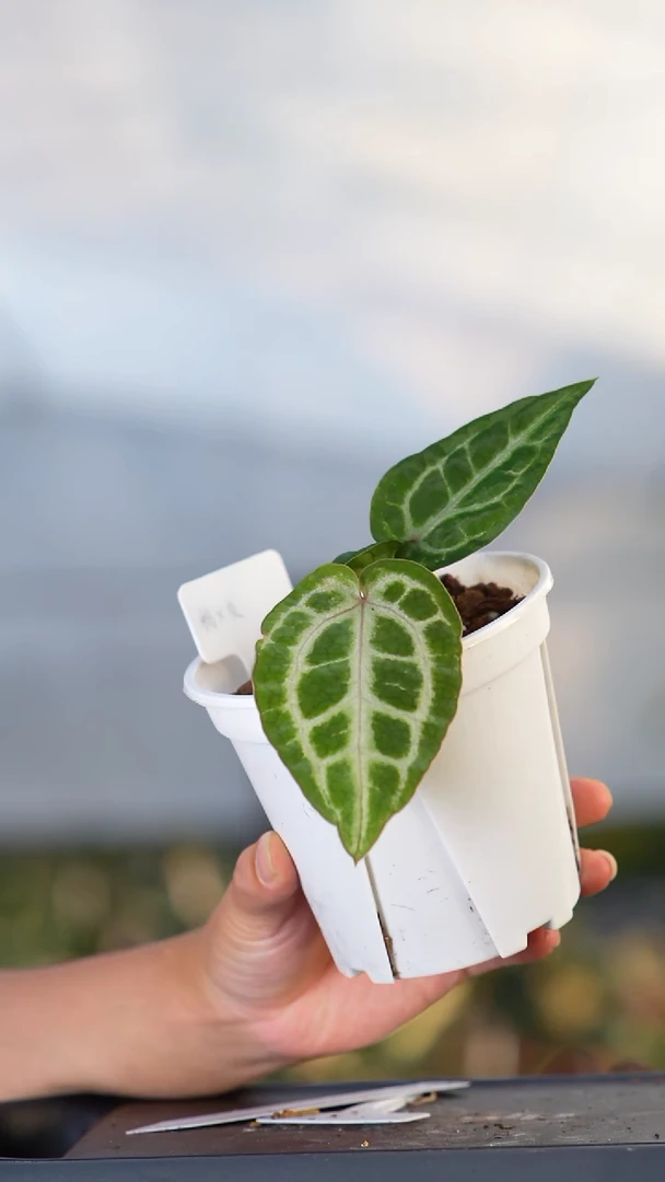 完全开放粉柠檬杂skg灰