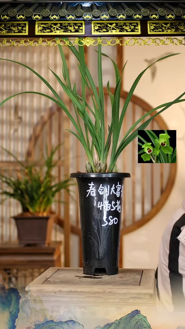 全部花苞春剑大富贵4苗5花