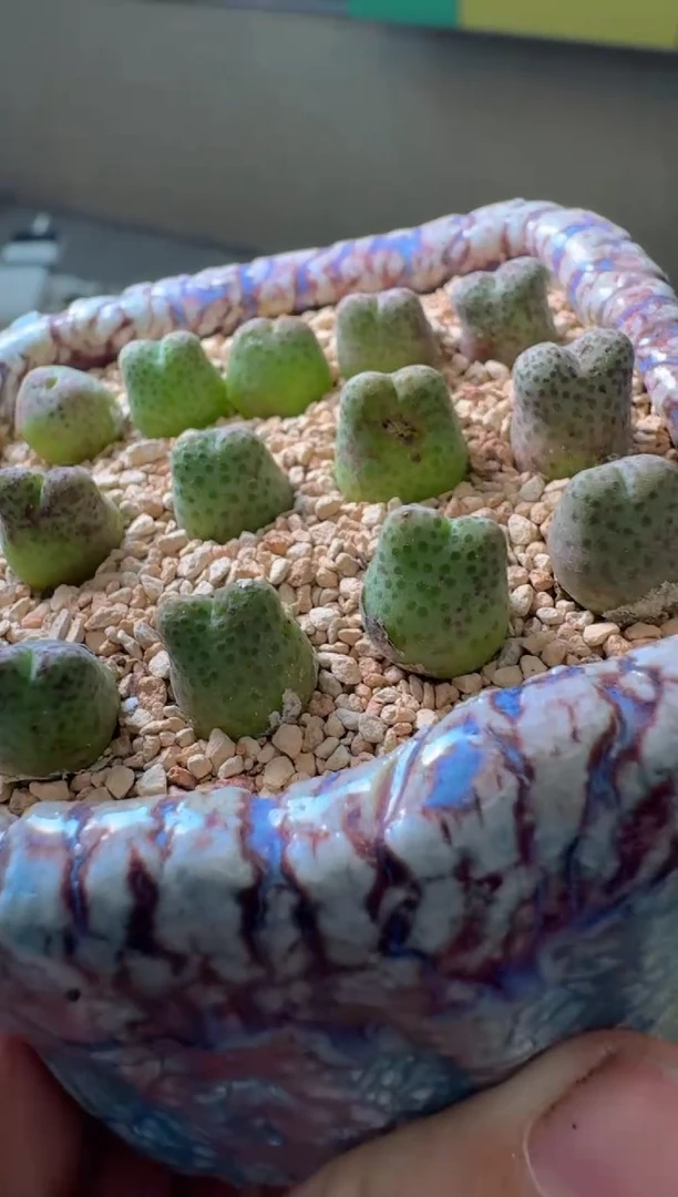 4-67多肉植物肉锥龙猫斑马一颗