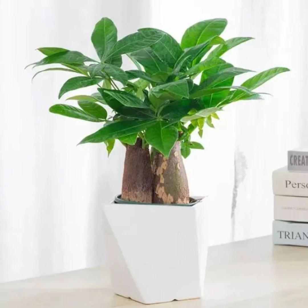 【三杆】发财树水培小盆栽客厅招财办公室绿植物绿植