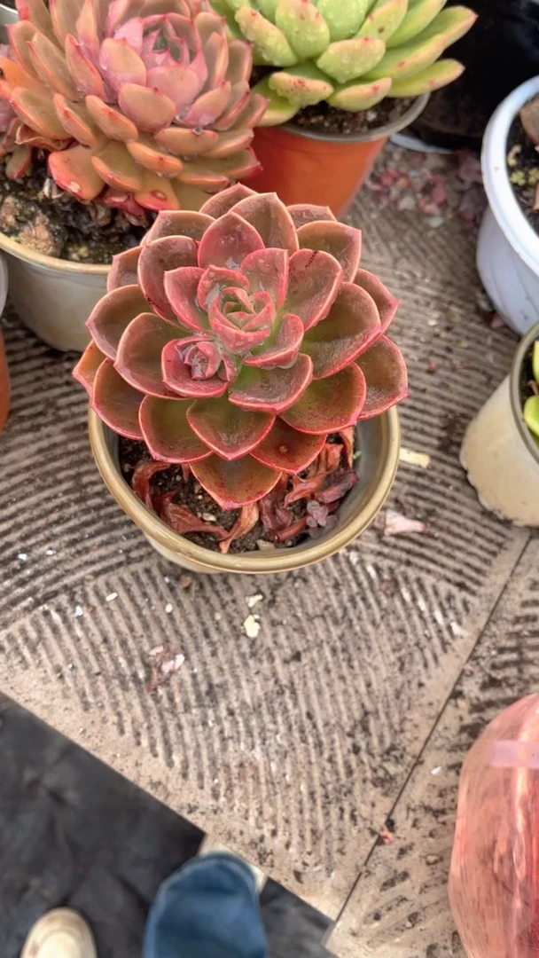 奶****?跃跃精品多肉24005