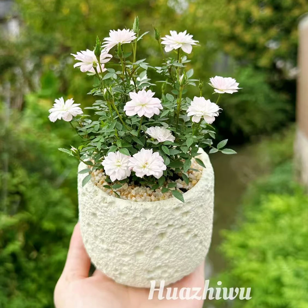 日本姬乙女姬月季迷你姬蔷薇最小月季四季开花微型植物盆栽带花苞