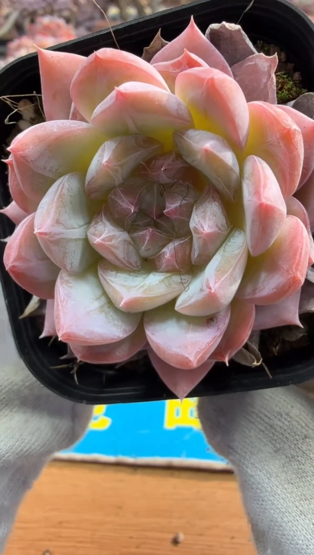 东云多肉园二店-539