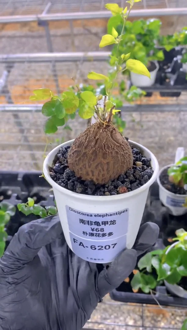 【闪购商品】南非龟甲龙FA-6207