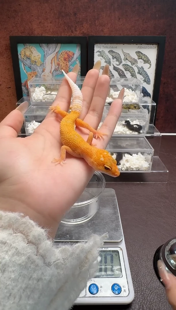 豹纹守宫鳞与尾 Scale Tail 爬宠