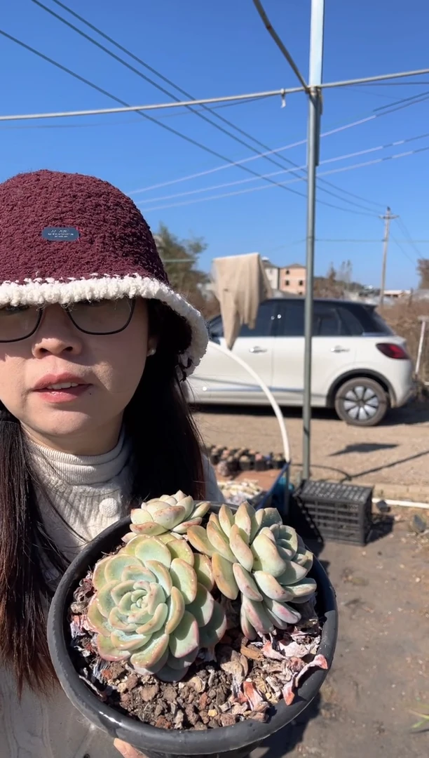 【闪购商品】36-三头轰动带盆土7.8