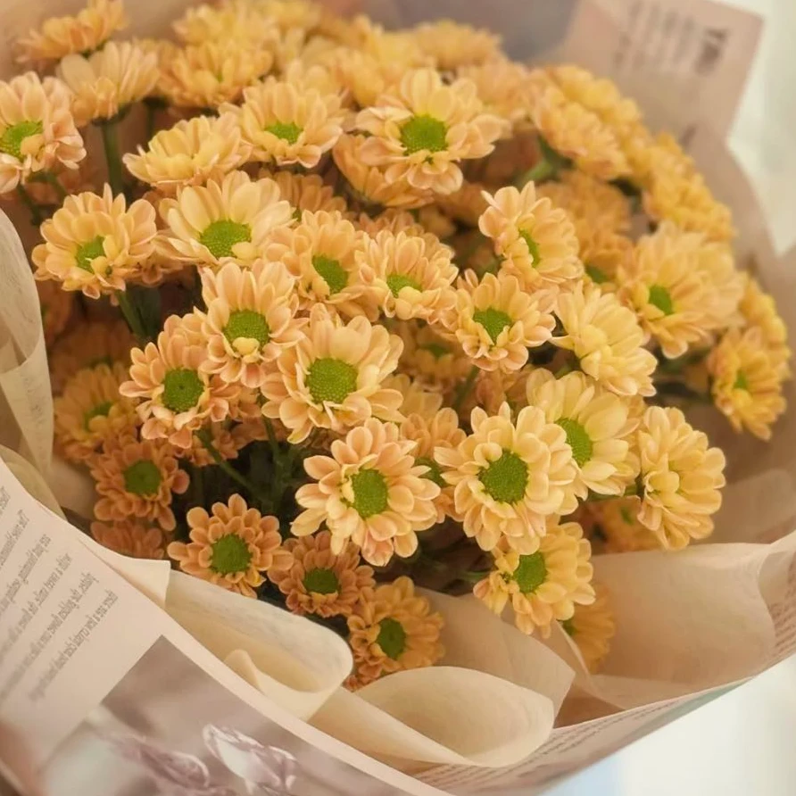 【盼盼鲜花】香槟色小雏菊 鲜花两单起包邮 云南鲜花