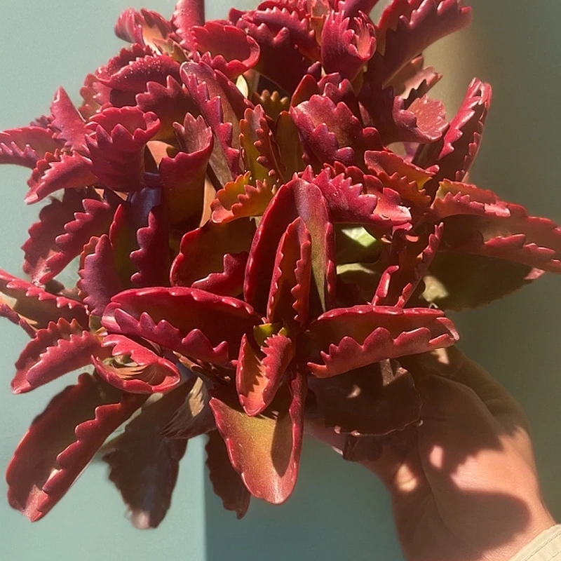 金玉满堂150#KY白月光多肉多肉植物好看新手闭眼入阳台庭院