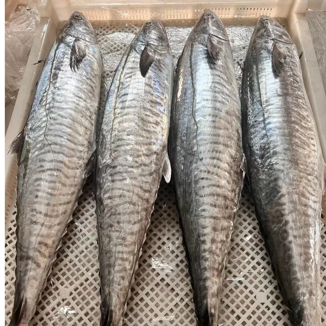 （9斤）本港马鲛鱼整条原切海钓博贺港本港新鲜马鲛鱼当天顺丰包邮