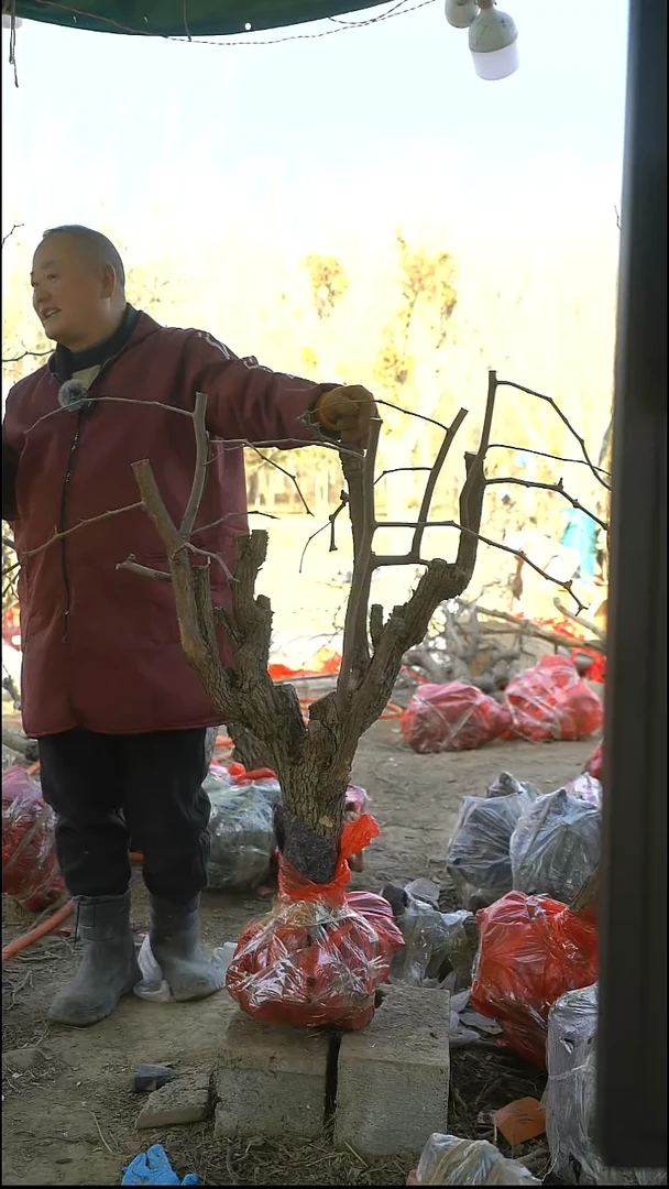 完全开放枣树416