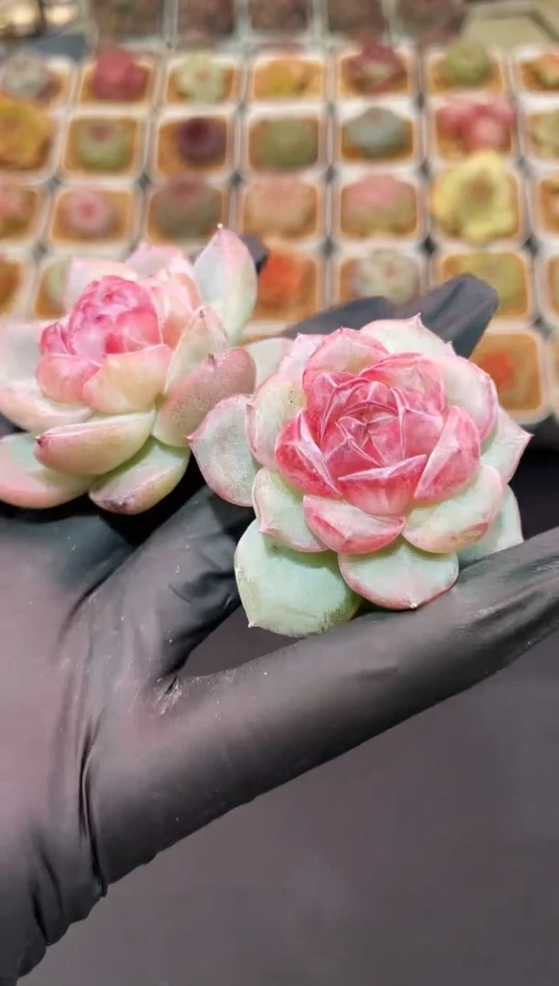 闪购3215  紫心多肉一颗 4-4.5 厘米