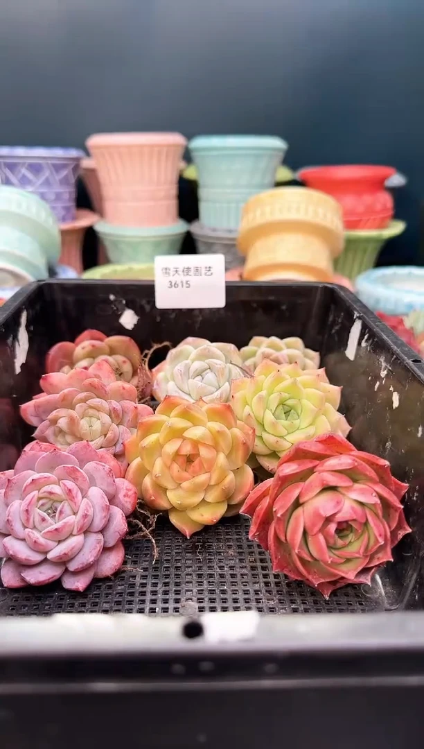 3 615  多肉  8 颗