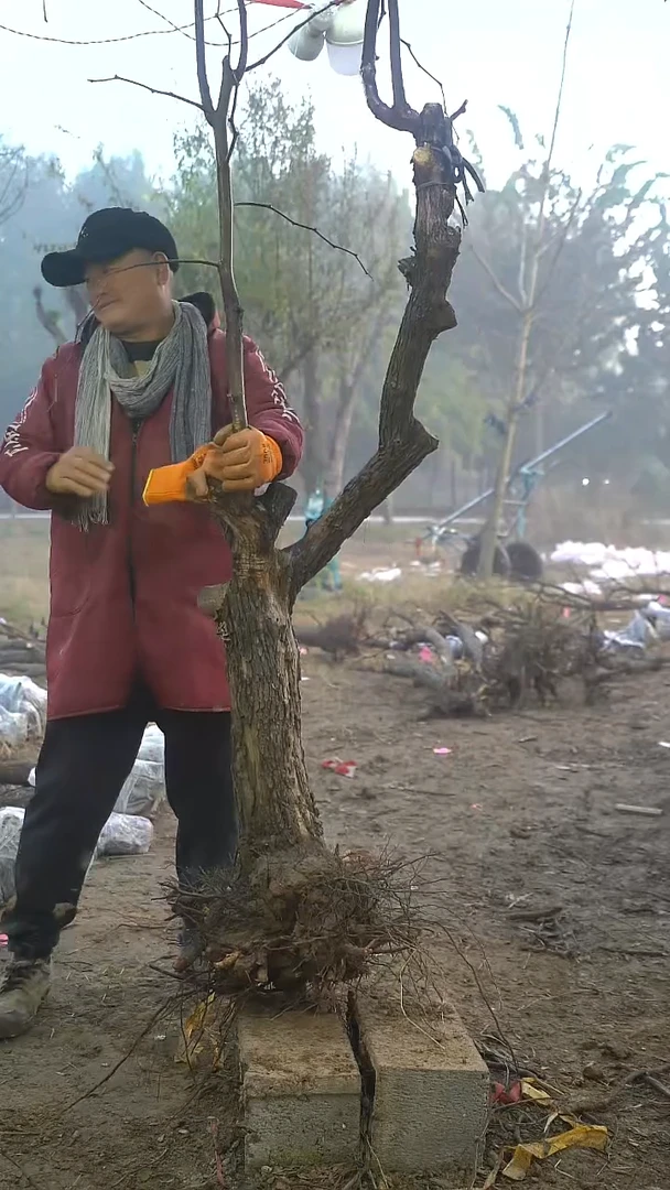 完全开放枣树109
