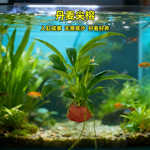 丹麦尖叶水榕好养新手水草增氧净化水质阴性水草