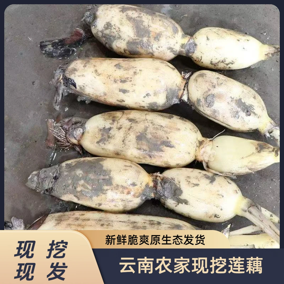 云南当季新鲜莲藕清甜可口纤维少凉拌煲汤莲藕新鲜脆爽产地直发