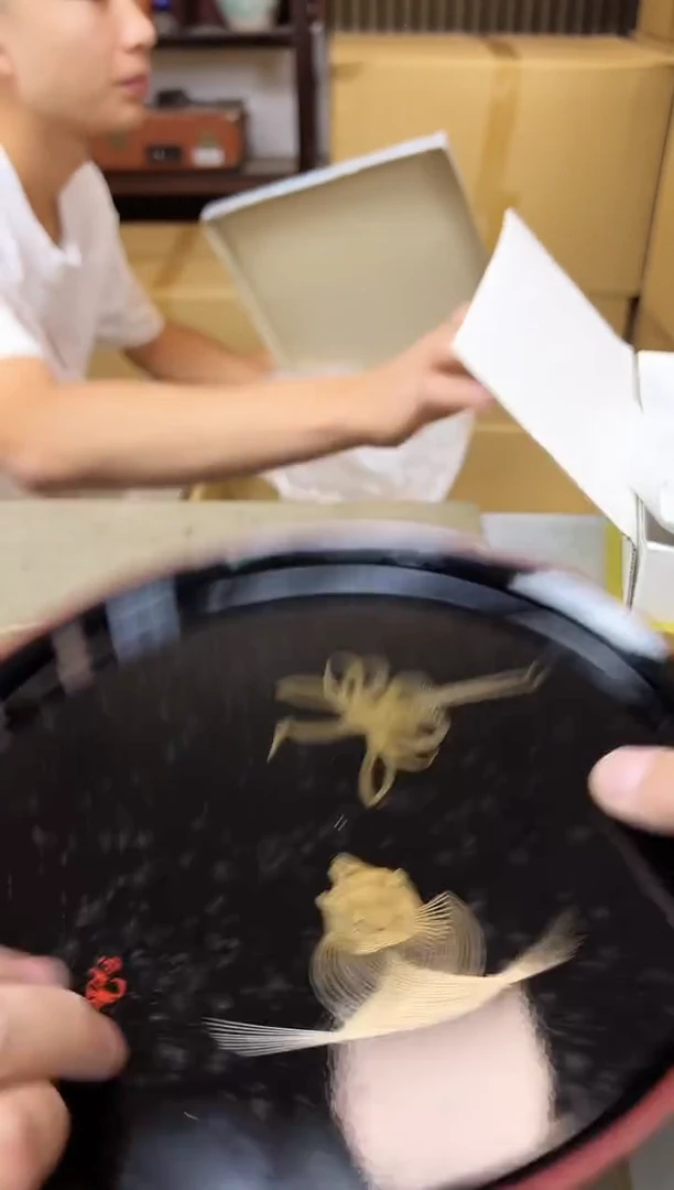 瓷片394聚宝缘海淘精选