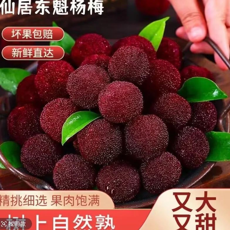 正宗仙居东魁杨梅（10A25 -30克）新鲜杨梅浙江省