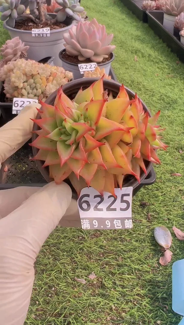 【闪购商品】信福多肉一物一拍